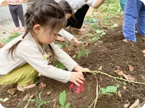 畑で土に触れ、自分の手で大きなサツマイモを掘り起こす芋掘り体験を楽しむ子どもの様子