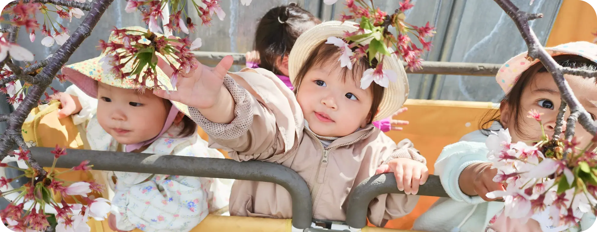 お散歩カートに乗り、近くに咲いている桜の花に手を伸ばしたり見つめたりする子どもたちの様子